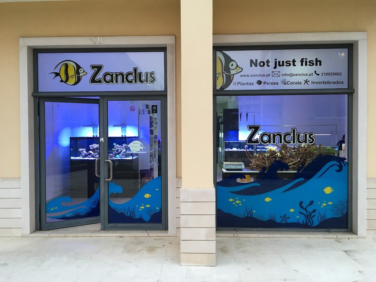 Zanclus - Foto 2