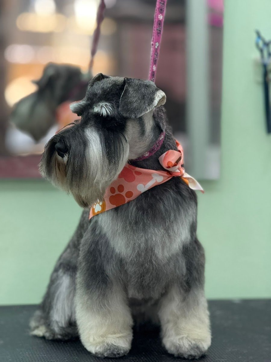 Au ki mia Grooming e Pet Shop - Foto 2