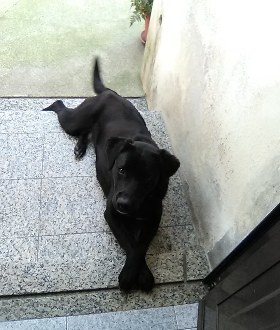 Pet Shop Moisés - Foto 2