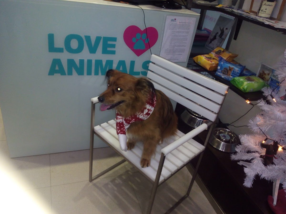 O Cãobeleireiro - Foto 2