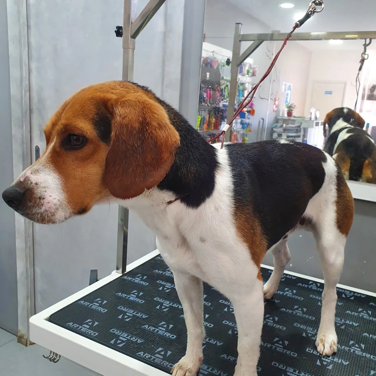 Pet Shower - Foto 2