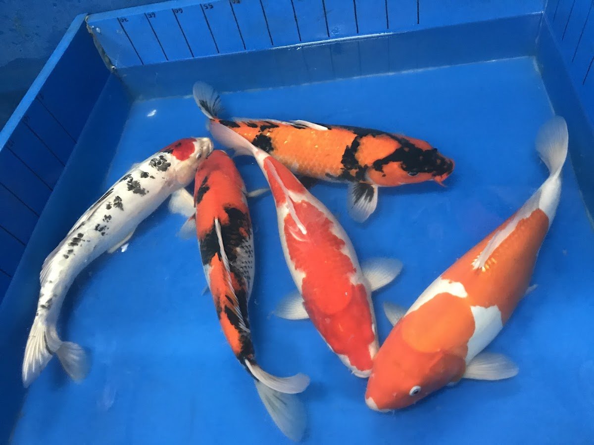 Koi & co. - Photo 2