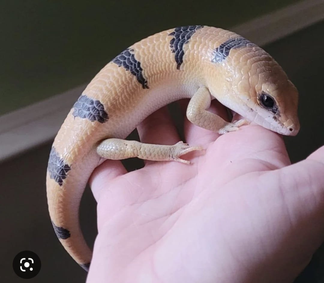 Exotic pets - Photo 2