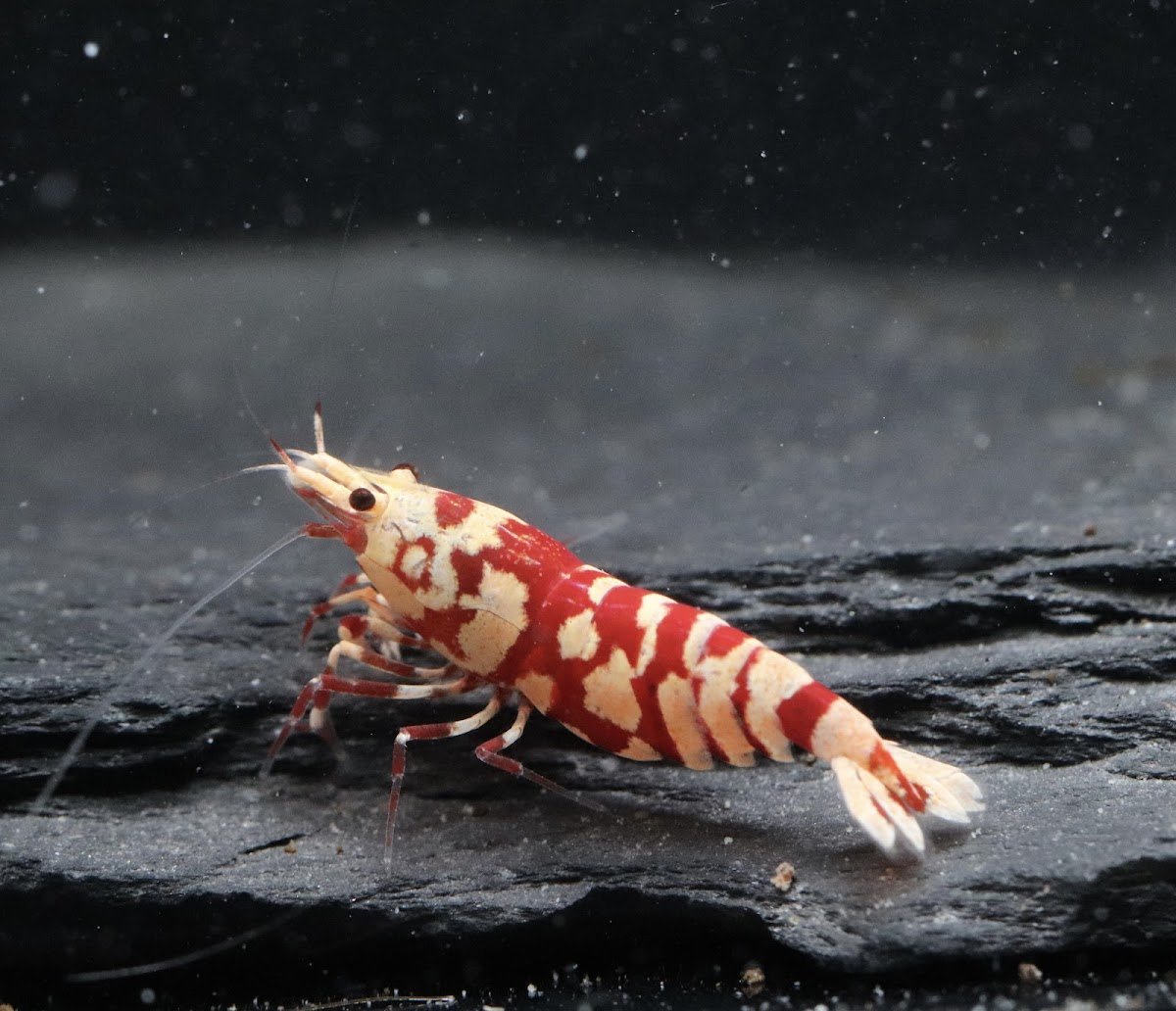 Shrimp Passion - Photo 2