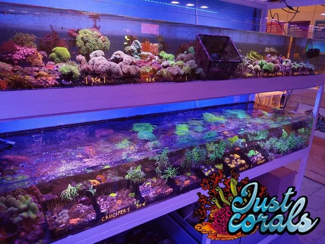 Just Corals - Photo 2