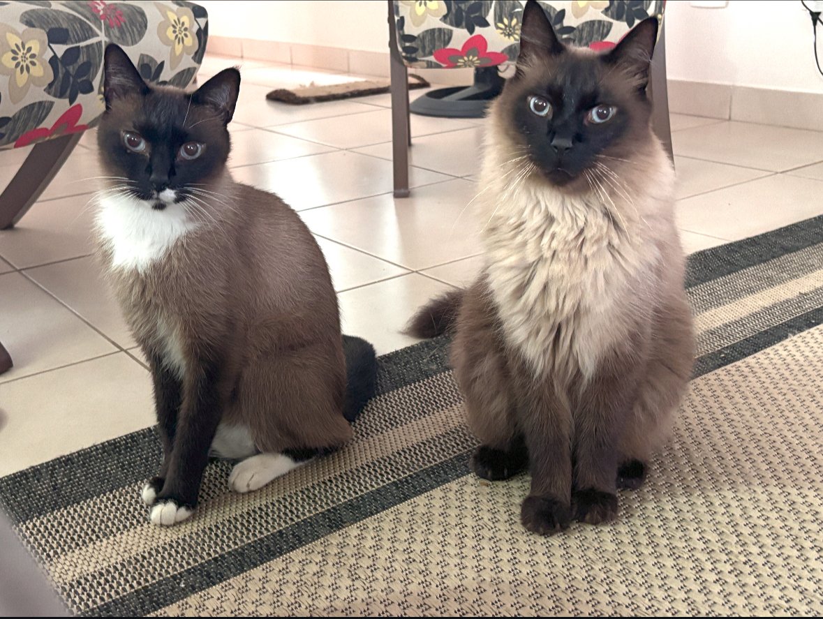 Casa dos Bichos Clínica Veterinária & Banho e Tosa