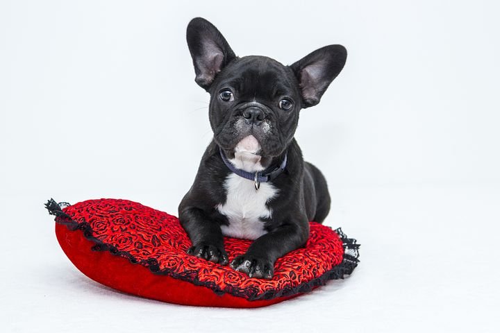 PetsParadies - Foto 2
