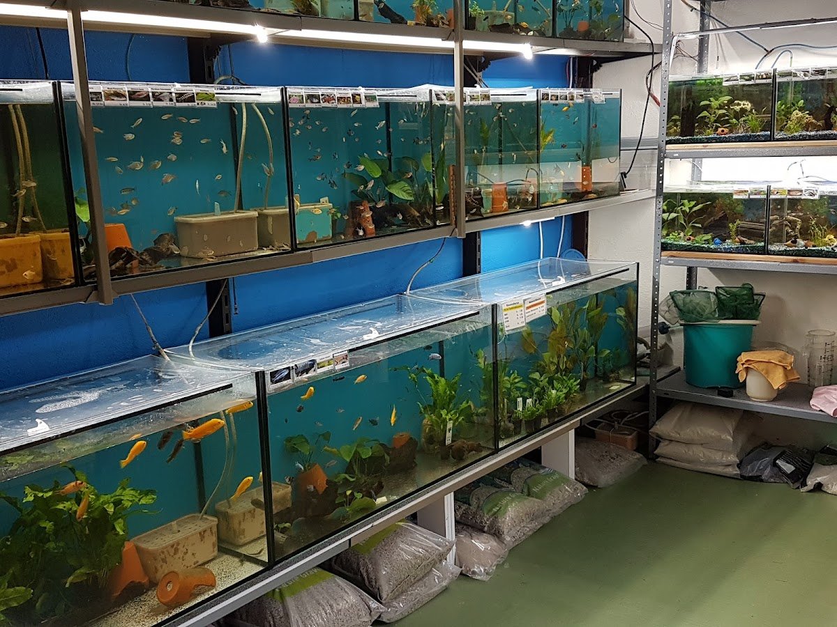 Aquariumgeschäft, Aquarium und Terrarium Obfelden, Bernadette Schneiter - Foto 2