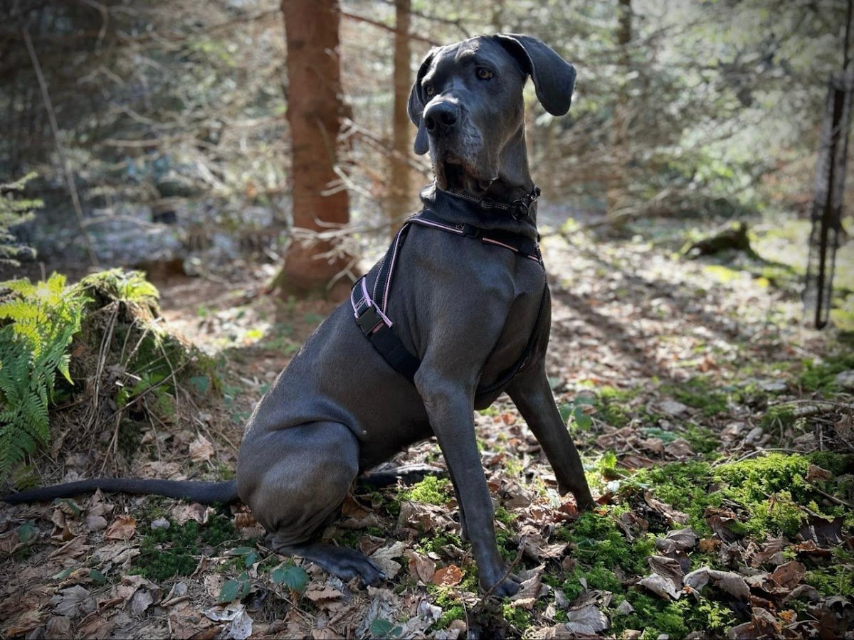 fibs 4dogs - Foto 2