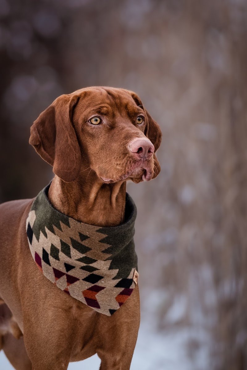 Woodsdog - Foto 2