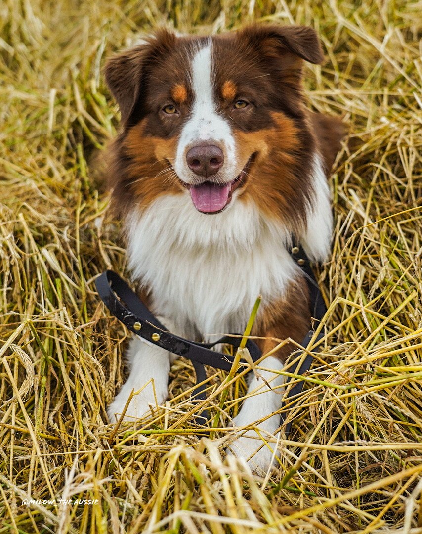 Privé Hundeshop - Foto 2