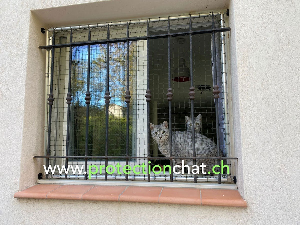 Protection Chat - Suisse Romande - Foto 2