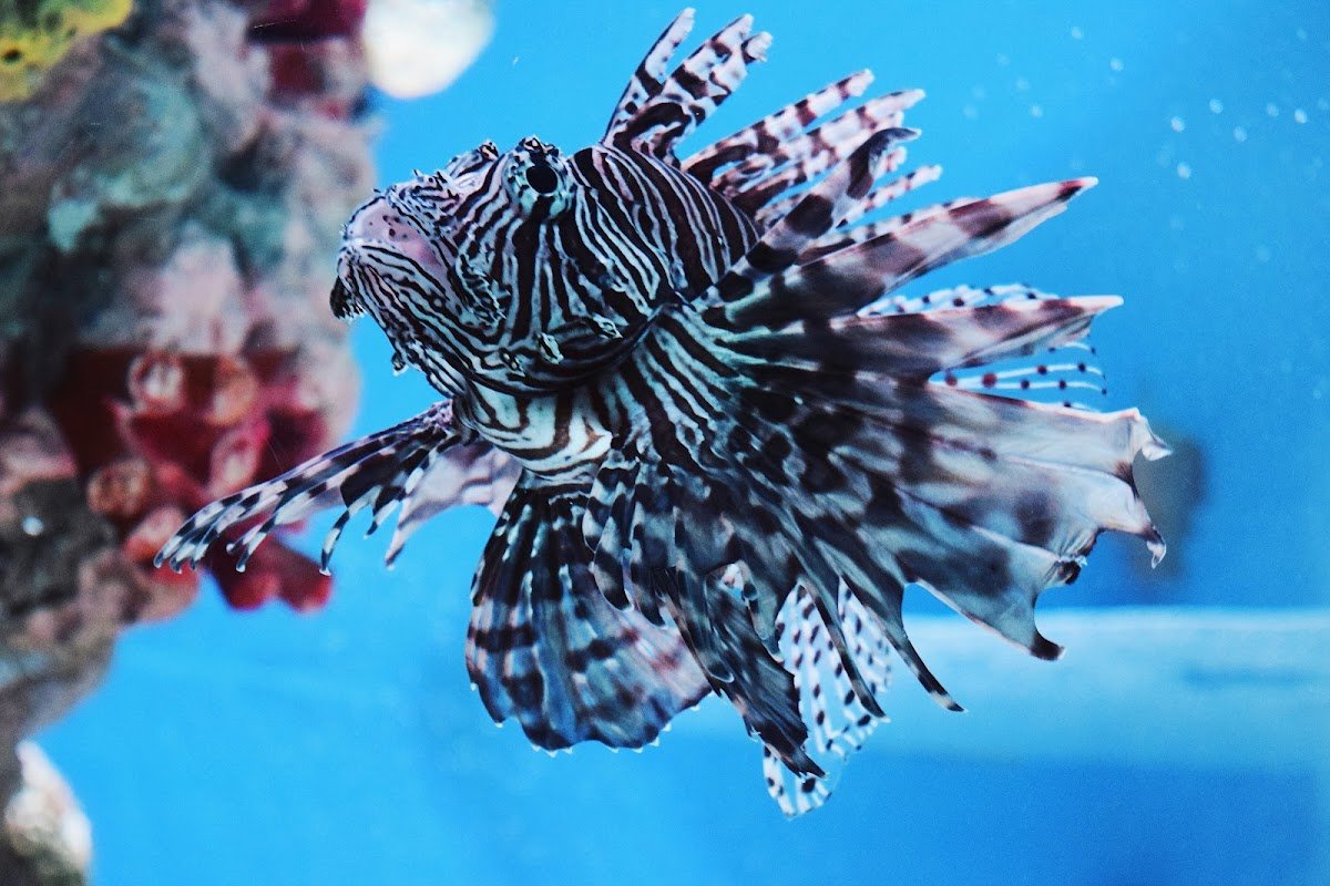 Fish & Friends - Foto 2