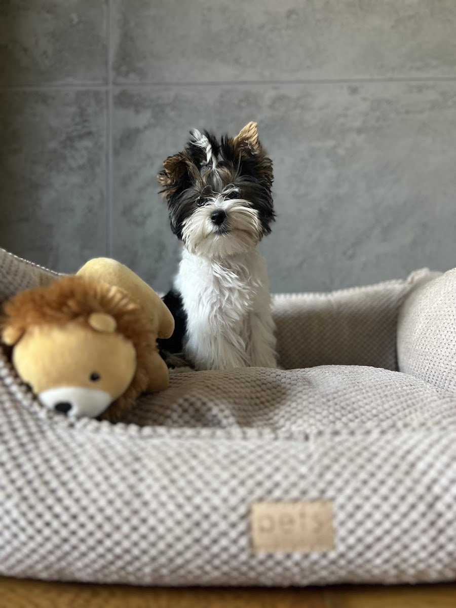 PETS STUDIO - Zdjęcie 2
