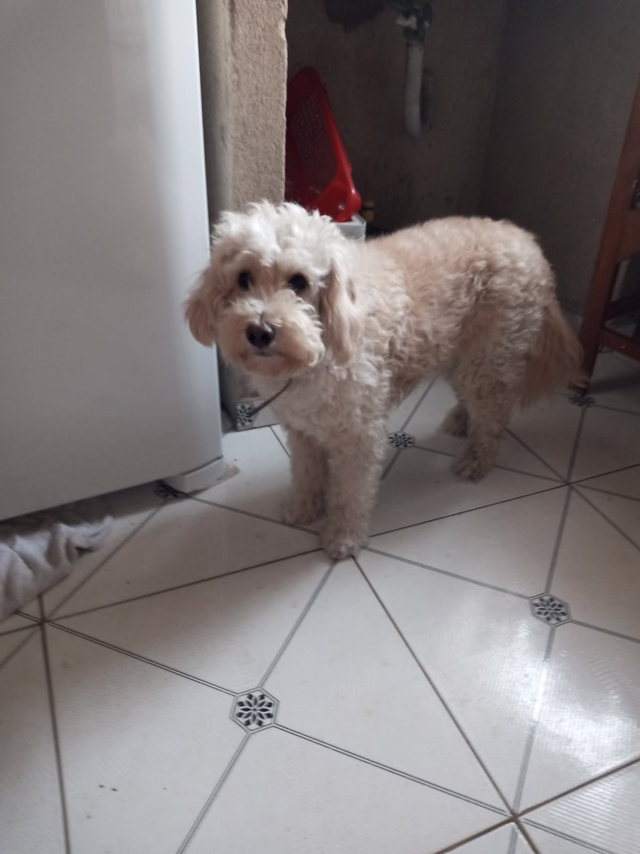 Clínica Veterinária Nova Cintra