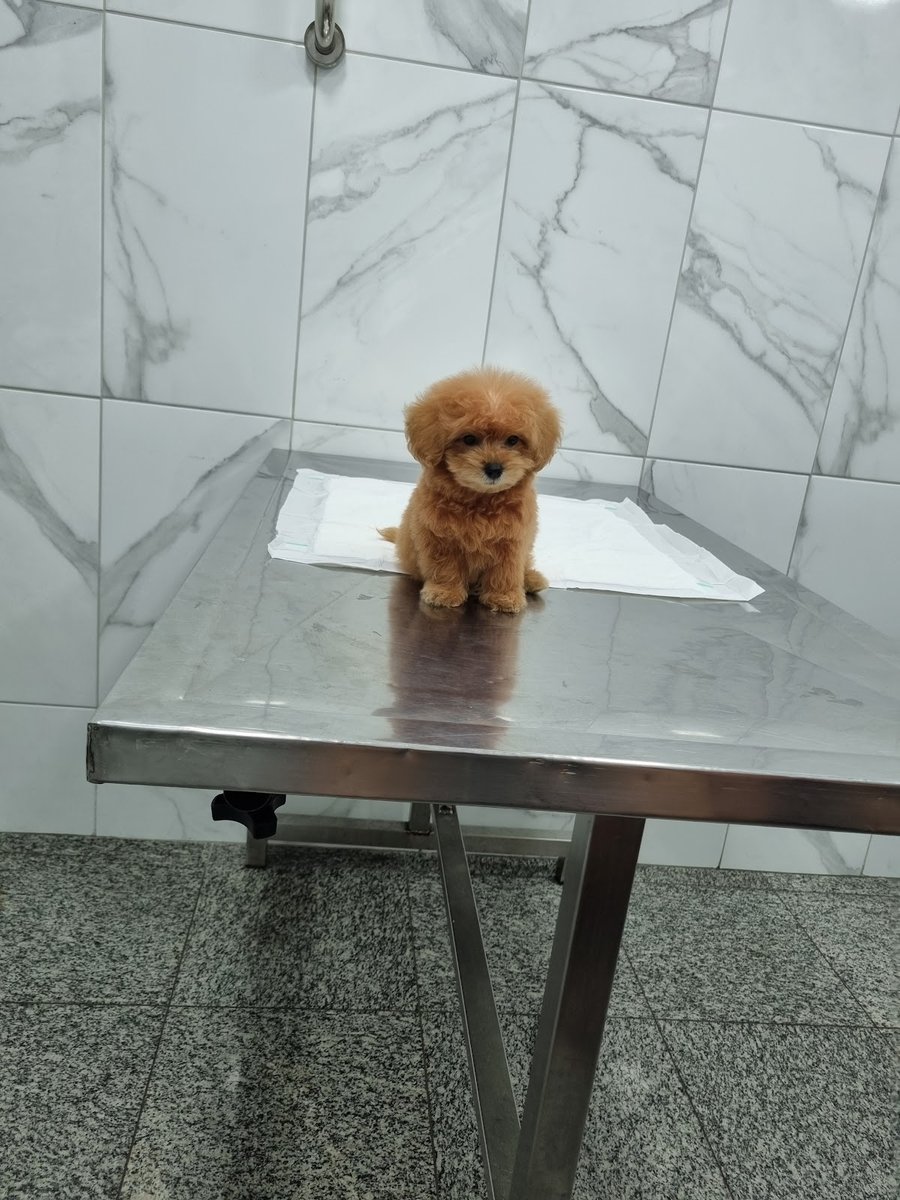 PET FISIO - Santos | Fisioterapia Veterinária