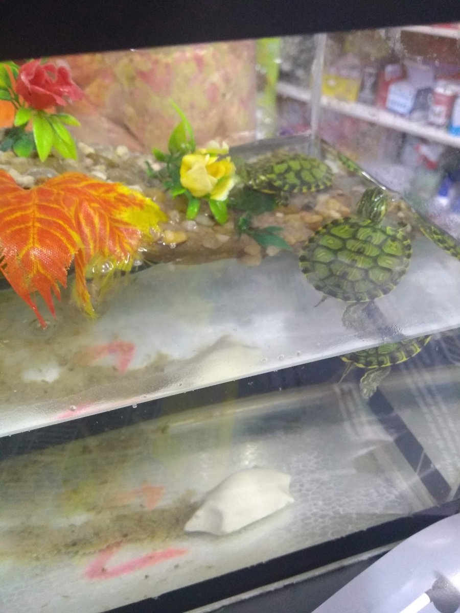 Pet Shop Colibri
