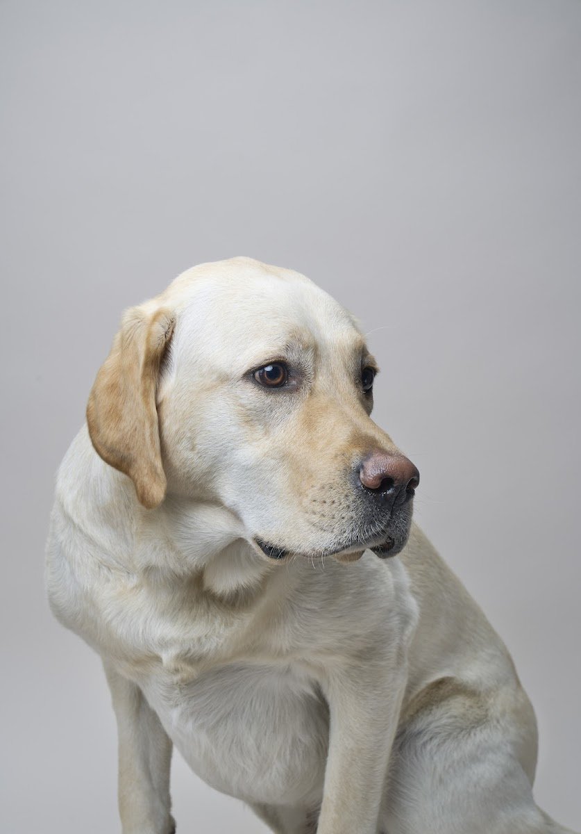Petshop Studios - Foto 2