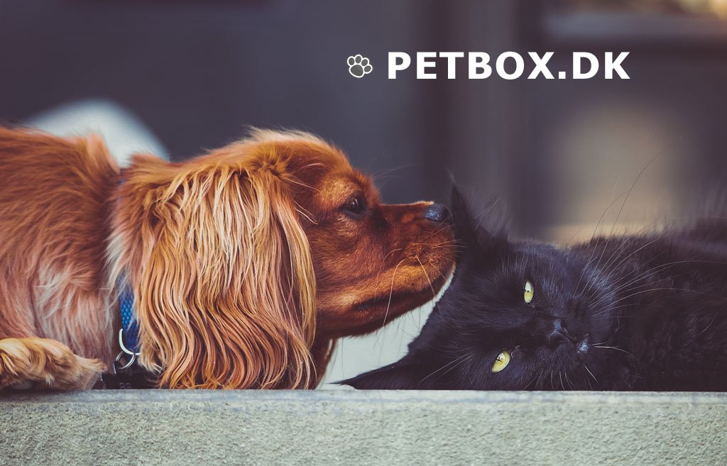 PetBox - Foto 2