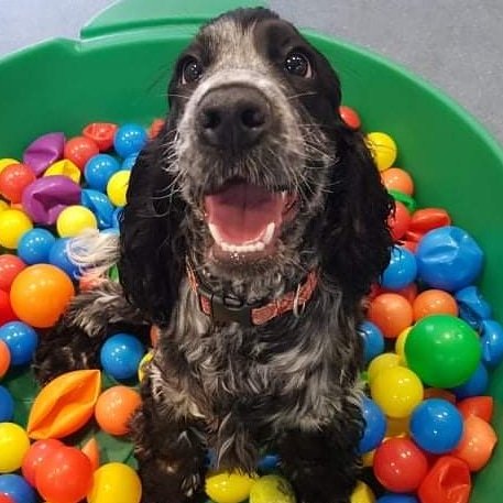 Positive Dog Training - Photo 2