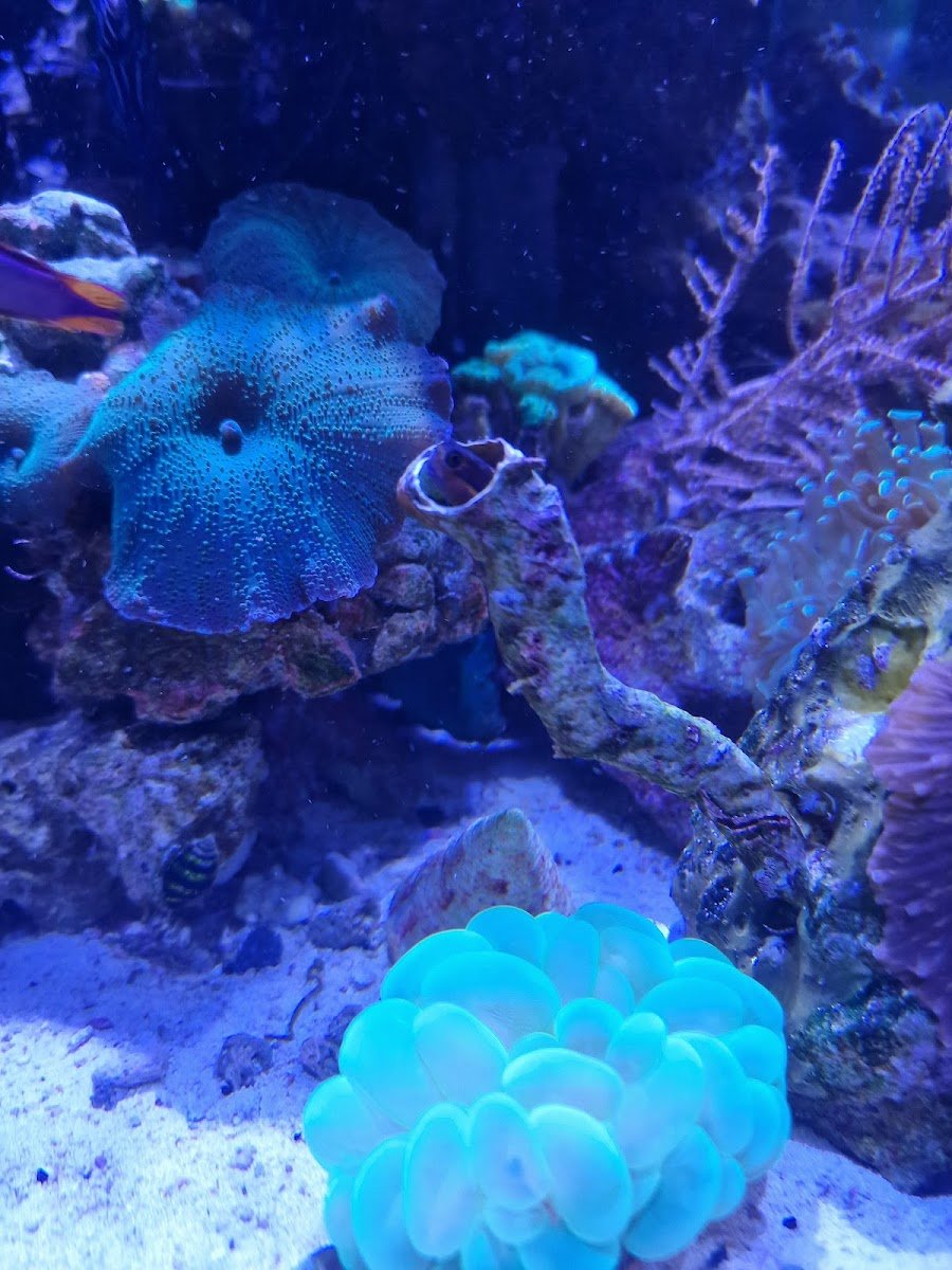 Reef Lounge Aquatics - Photo 2