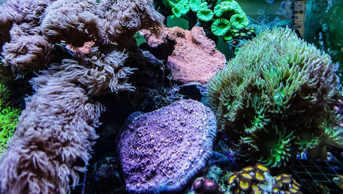 Smart Corals - Photo 2