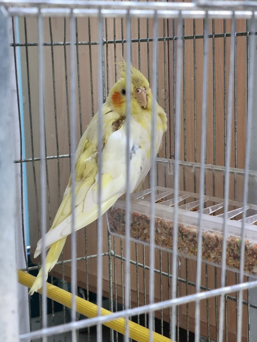 Pet City Pallini - Photo 2