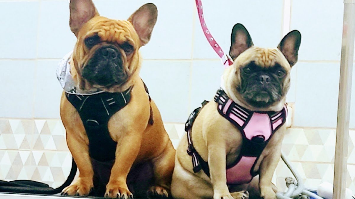 Puppy Style - Photo 2