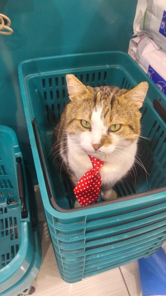 Pet City Πεύκη - Photo 4