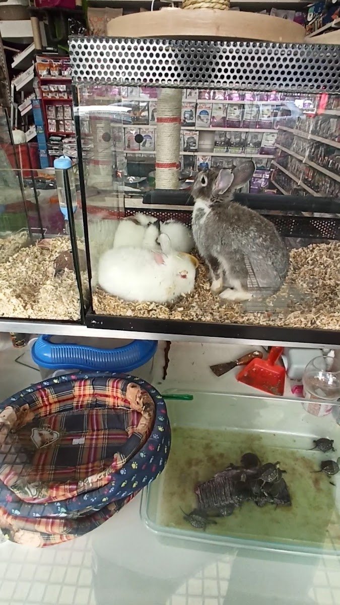 For Pet - Photo 2