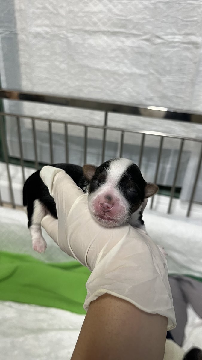 Veterinário em Domicilio - Pet Shop em São Paulo