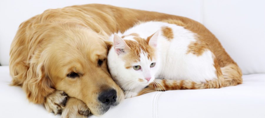 PetMax - Foto 2