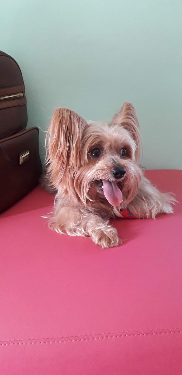 Vila Nova Assistência Médico-Veterinária (ESPECIALIZADA)