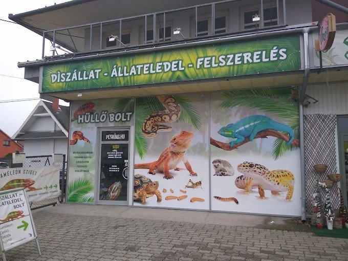 Chameleon - Reptile - Pet Food Shop - Foto 2