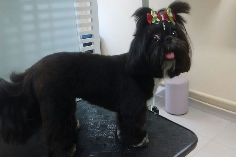Pet Shop Fine Dog - Pet Shop em São José do Rio Preto