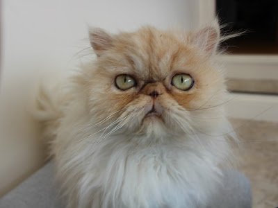 Willow Tree Cattery - Photo 2