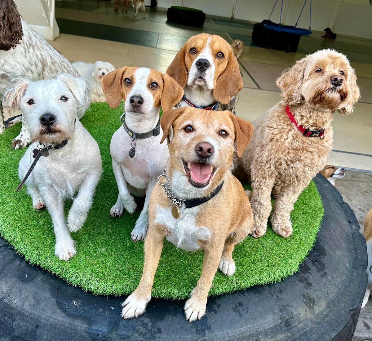 dogs inc. Ltd - Photo 2
