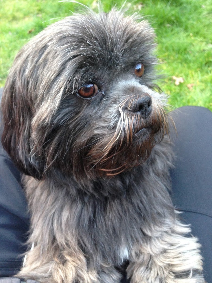 Daisy Vet Care - Photo 2