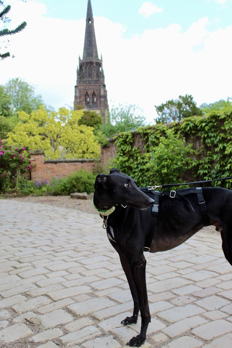 Sheffield Retired Greyhounds - Photo 2