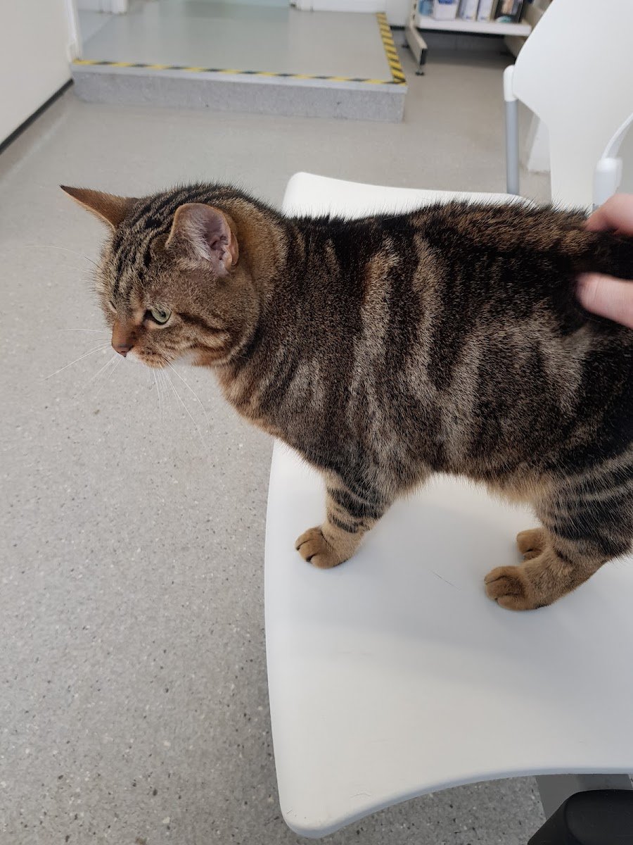 Vets for Pets Somercotes - Photo 2