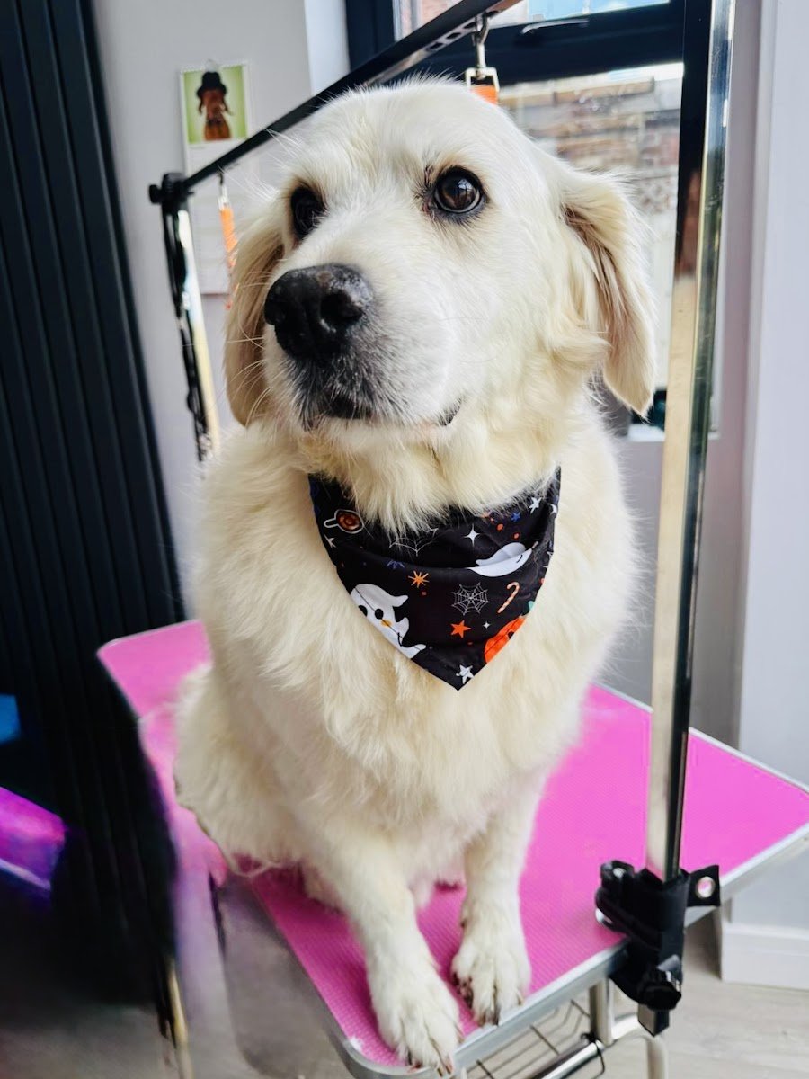 Pearl and Paws groom room - Photo 2