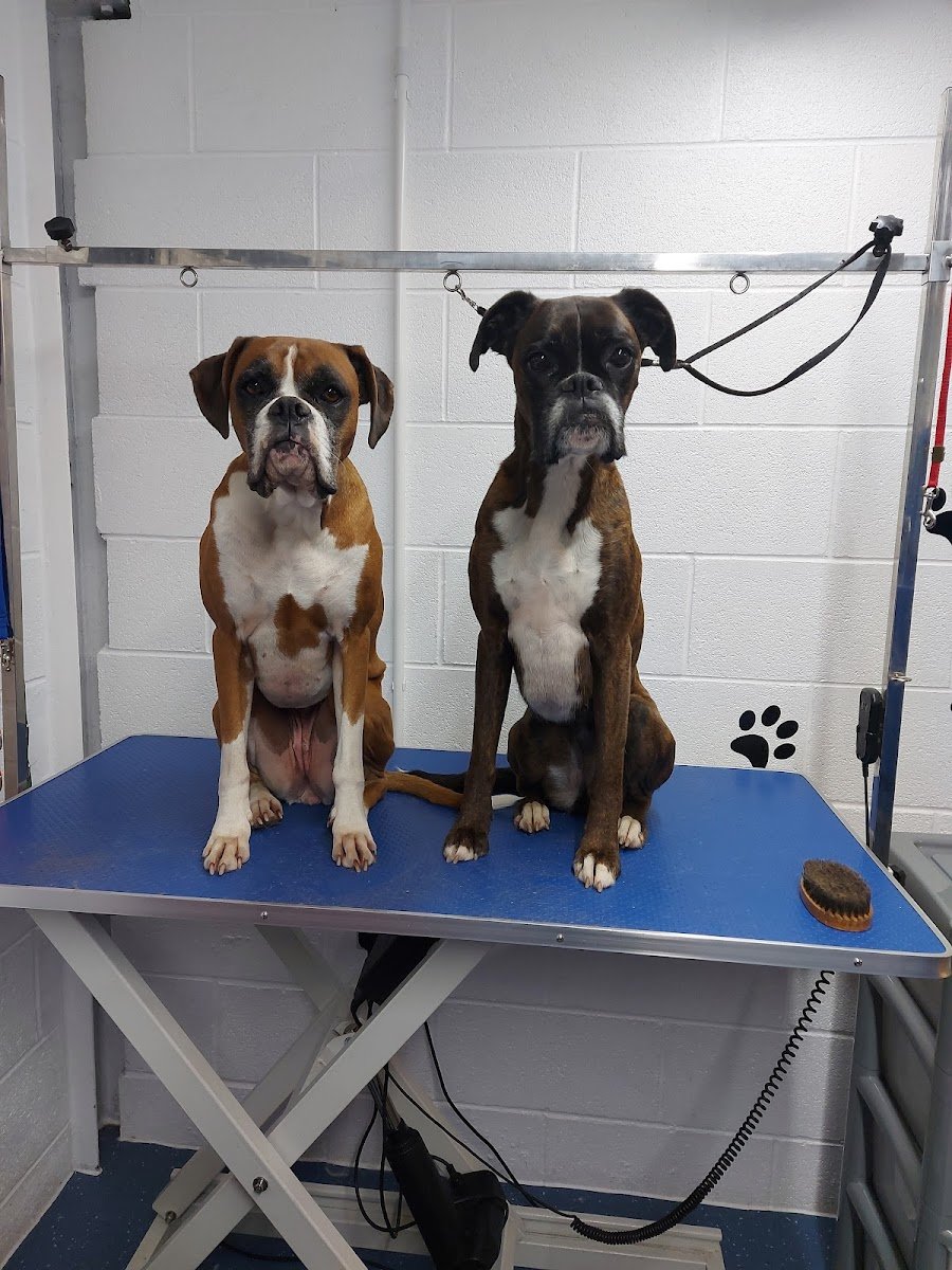 4 Paws Paradise - Photo 2