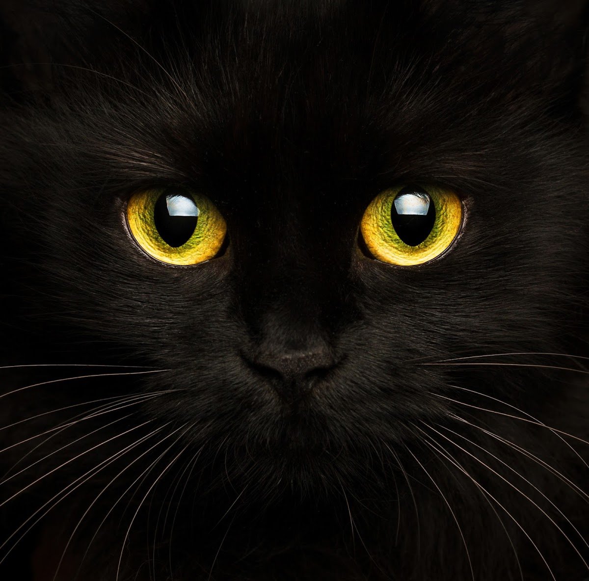 Boss Cat & Purrtners - Photo 2