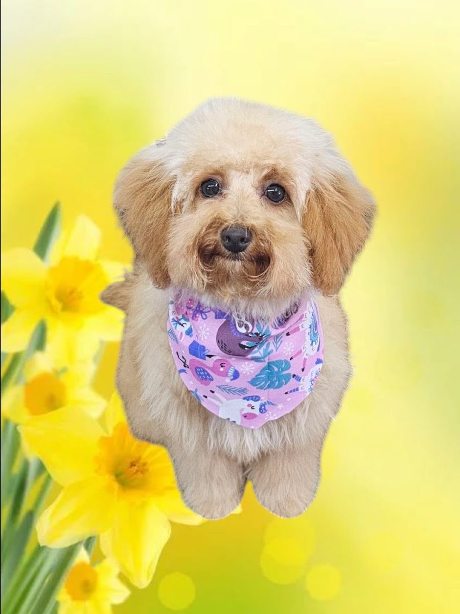 Summers Dog Grooming - Photo 2