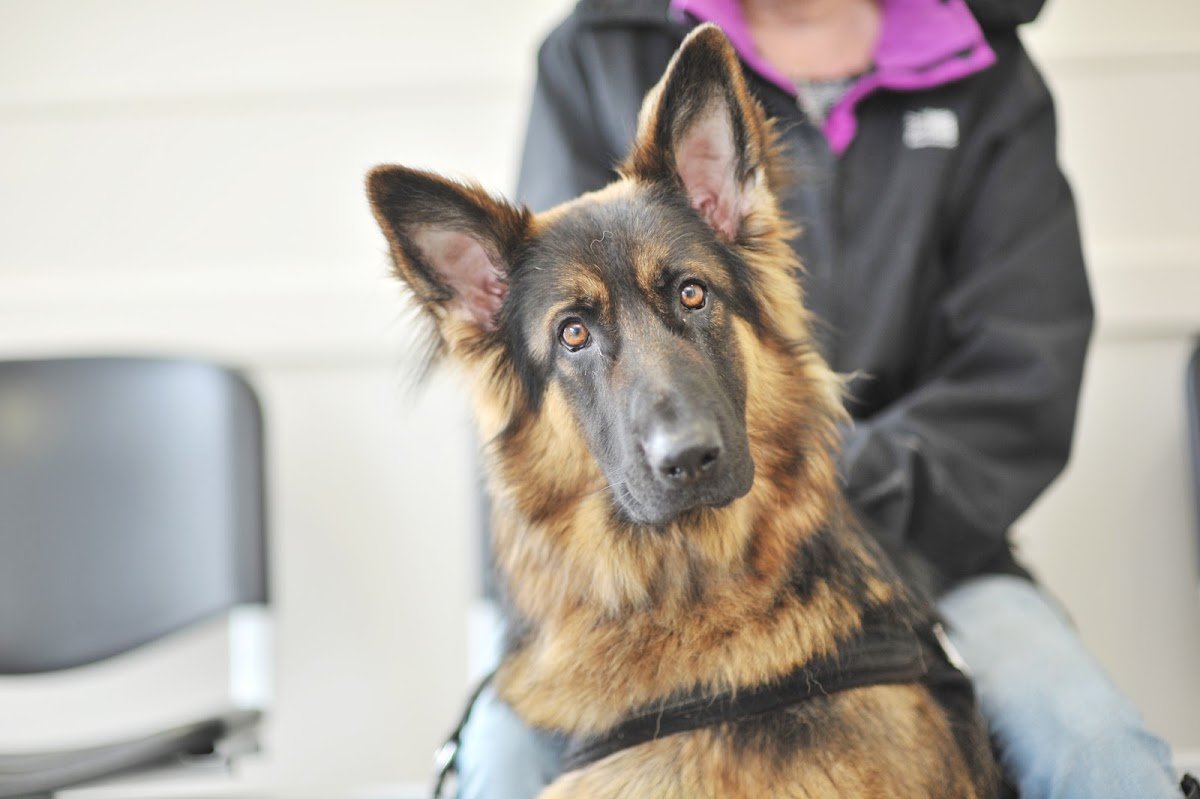 Ark Veterinary Practice - Dronfield - Photo 2