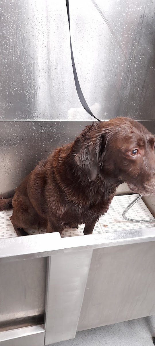Wakefield Vets for Pets - Photo 2