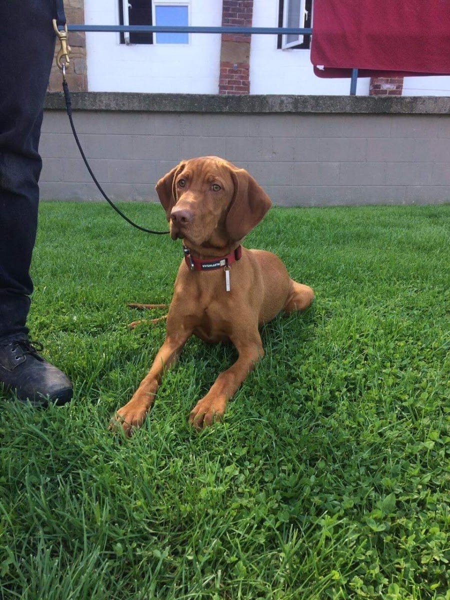ADK9 Dog Training - Photo 2