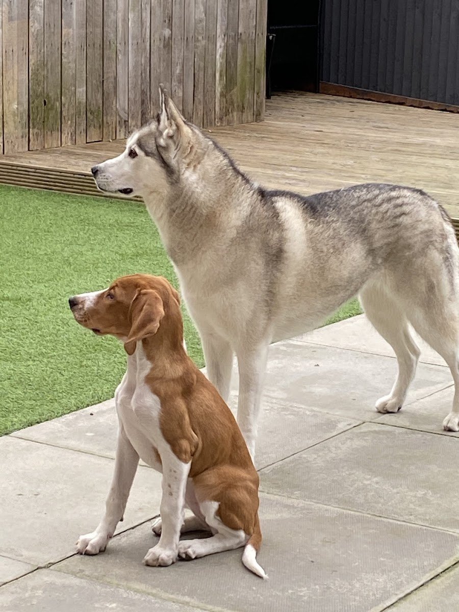 Barnsley Pet Services - Photo 2