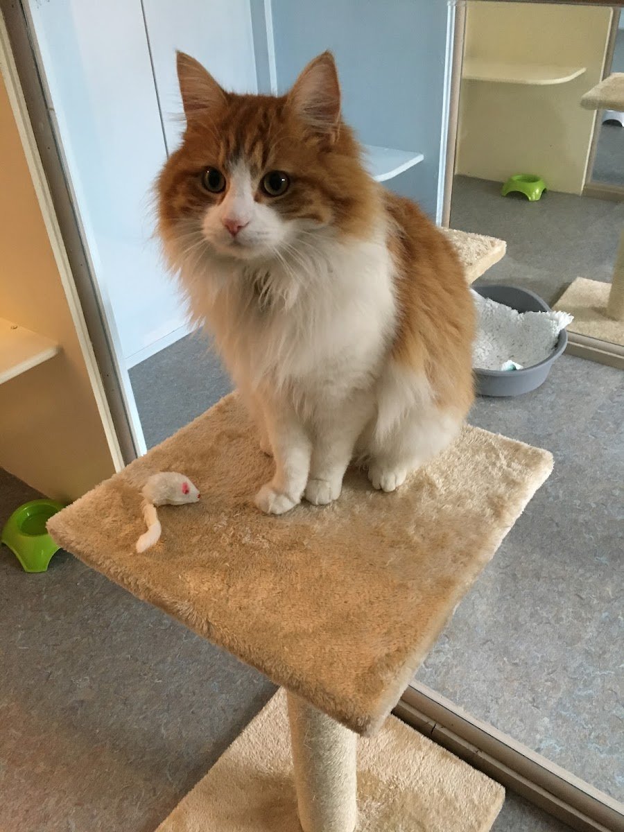 Mandys Cattery - Photo 2