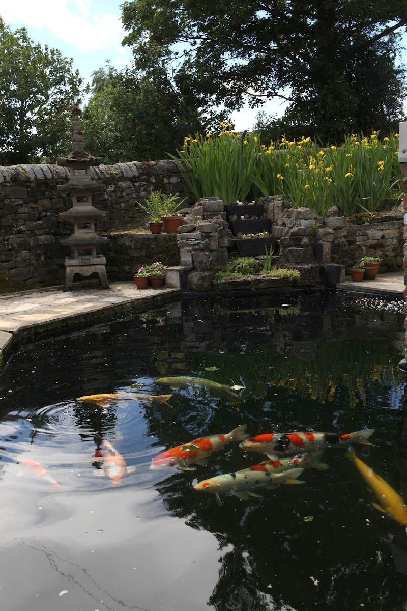 Fiveacre Koi Supplies Ltd - Photo 2